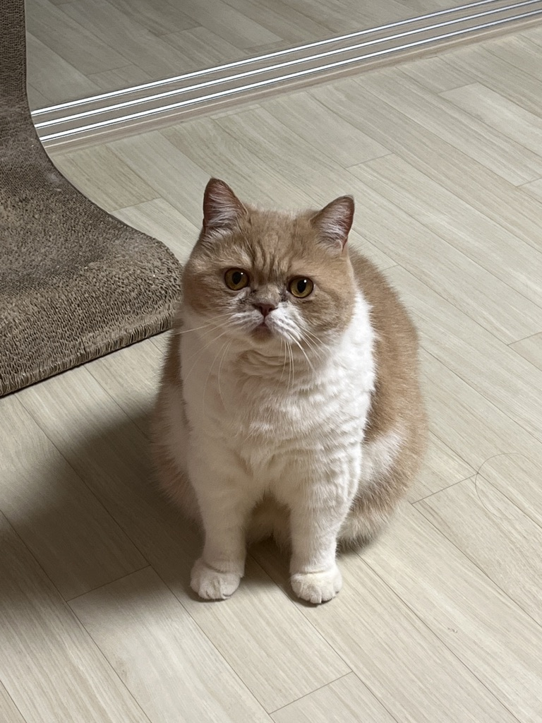 모모